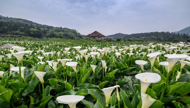 Veel witte tulpen in plantage