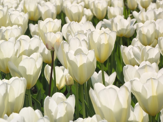 Veel witte witte tulpen