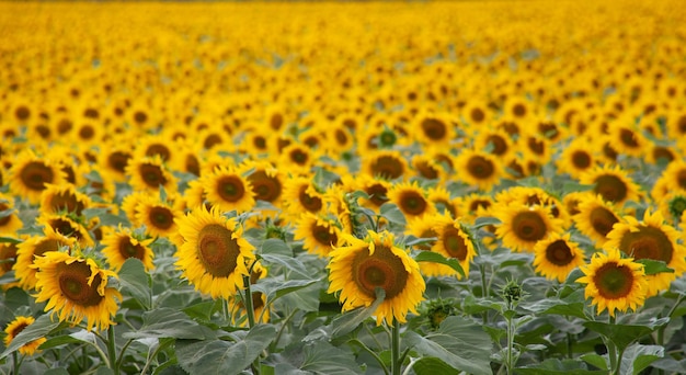 Veel zonnebloemen in het veld Bloeiende zonnebloemen tot aan de horizon