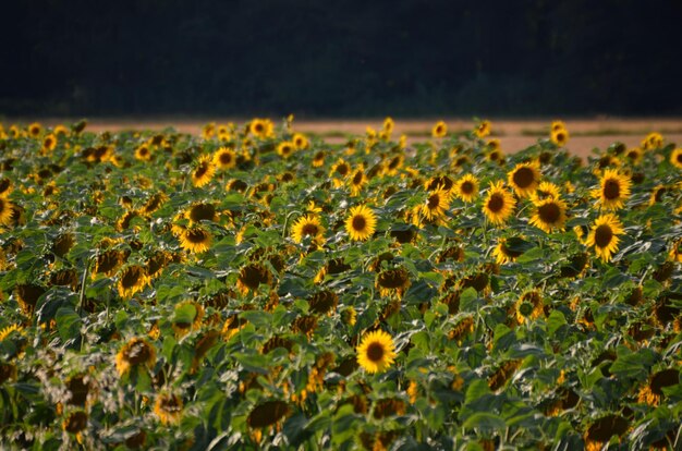 Veel zonnebloemen