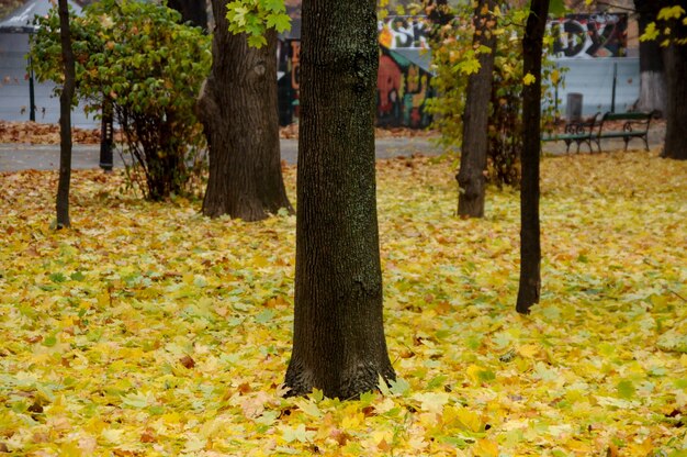 Veelkleurig de herfstlandschap met gouden bladeren in het park