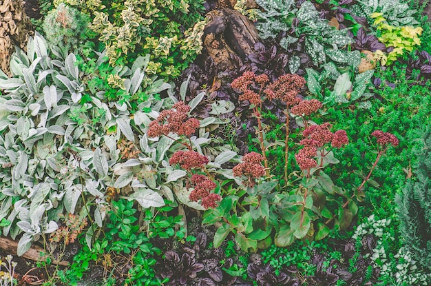 Veelkleurig herfstbloembed op een gazon Bloemen op zonnige herfstparkachtergrond Bloemen in herfsttuinachtergrond Herfst buiten bloementuinieren