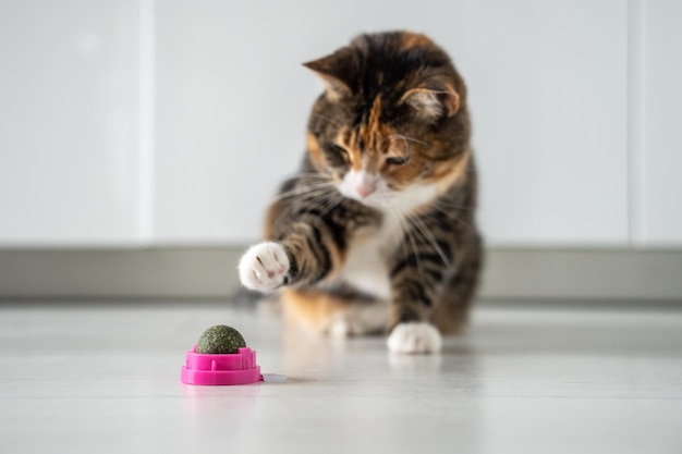 Veelkleurig kattenspel met bal van donkergroene kattenkruid of kattenkruid trekt poot naar speelgoedkattenkruid