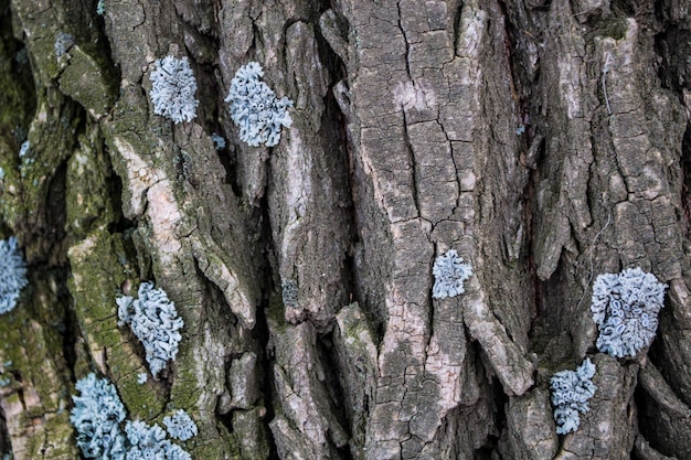 Veelkleurig mos en korstmos op de schors stam hout eik