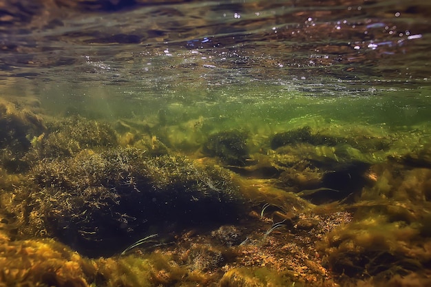 veelkleurig onderwaterlandschap in de rivier, algen helder water, planten onder water