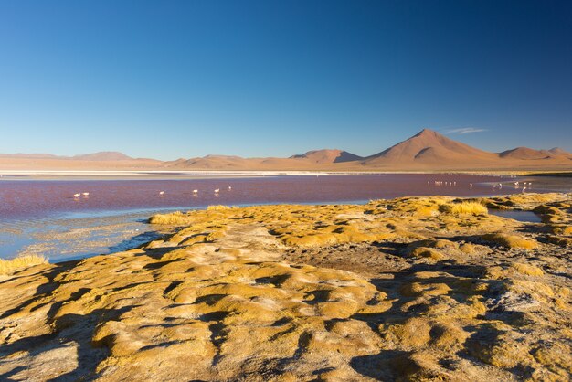 Veelkleurig Salt Lake met flamingo's op de Boliviaanse Andes