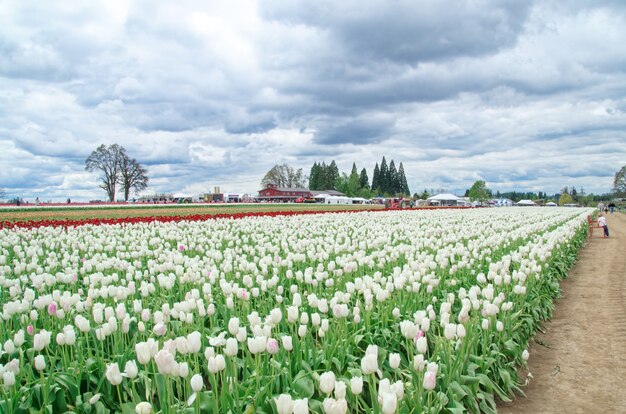 Veelkleurig tulpenveld met bewolkte lucht