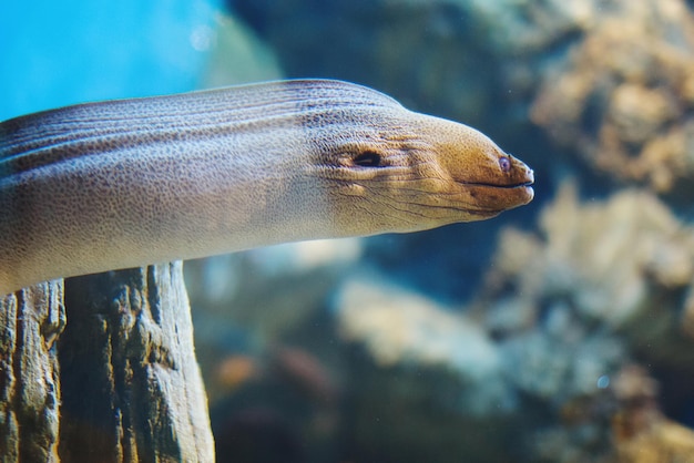 Veelkleurige aquariumvissen, algen en koralen in het donkerblauwe water in het oceanische centrum.