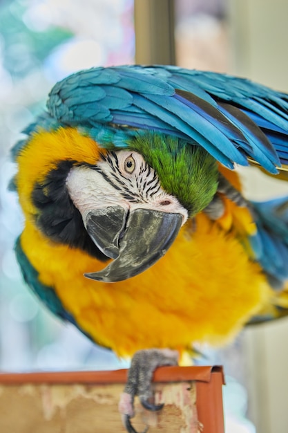 Veelkleurige Ara papegaai zittend op kooi close-up.
