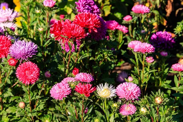 Veelkleurige asters op bloembed in de tuin