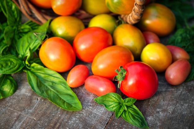 Veelkleurige biologische tomaten van eigen bodem