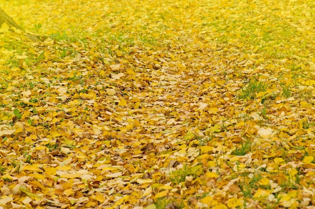 Veelkleurige bladeren in zonnig ochtendlicht Kleurrijke herfstbladeren achtergrond in een zonnige dag