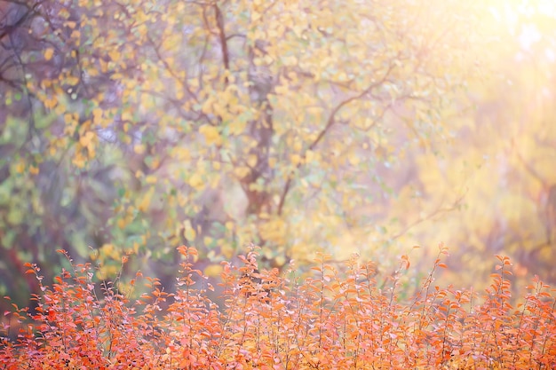 veelkleurige bladeren takken achtergrond, abstract wazig behang uitzicht