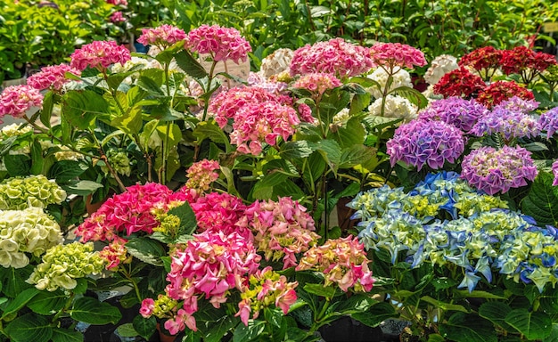 Veelkleurige bloem Hydrangea macrophylla