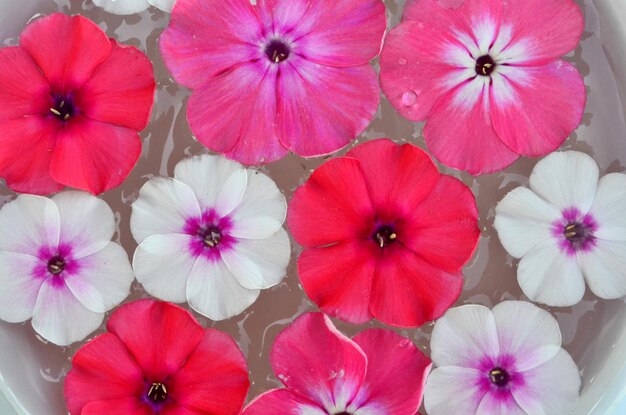 Veelkleurige bloemenmandala op drijvend op een waterbord gemaakt van verse bloemen.