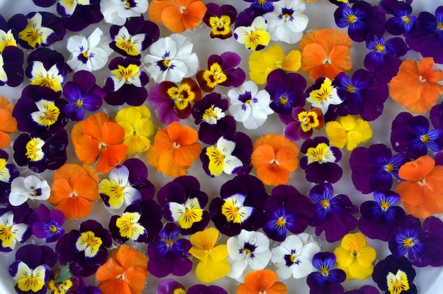 Veelkleurige bloemenmandala op drijvend op een waterbord gemaakt van verse bloemen.