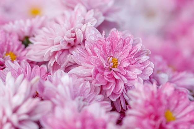 Veelkleurige bloemperken van prachtige chrysanten