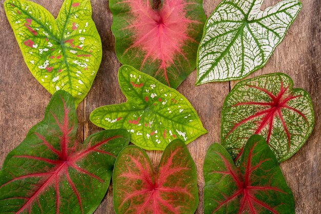 Foto veelkleurige caladium-bladeren op getextureerde houten tafel