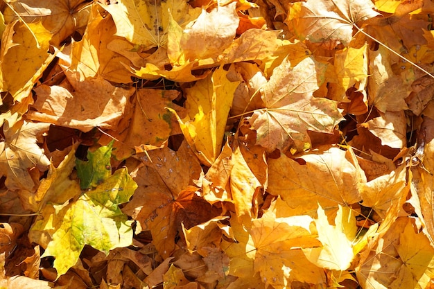 Veelkleurige esdoorn bladeren liggen op het gras bovenaanzicht Close-up herfst