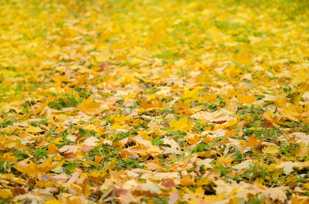 Veelkleurige herfstachtergrond met bladeren Herfstbladerenachtergrond op een zonnige dag Kleurrijke boombladeren