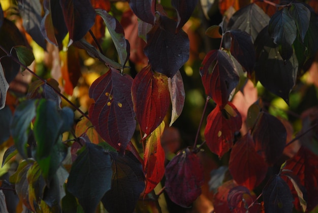 Veelkleurige herfstbladeren, close-up.