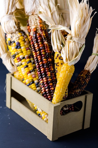 Foto veelkleurige indiase maïs gemaakt voor thanksgiving-decoratie.