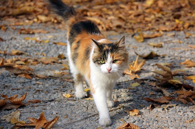 Veelkleurige kat geschilderd in herfstkleuren