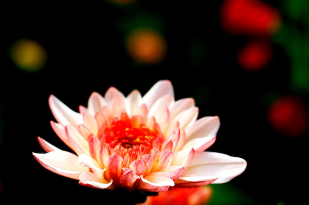 Veelkleurige kleur van chrysanthemum in de tuin