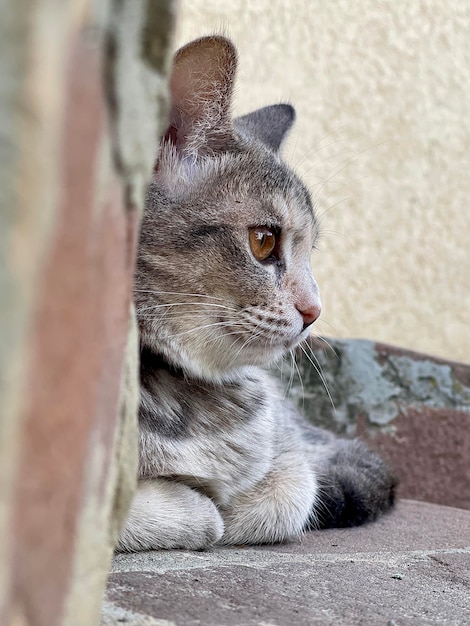 veelkleurige mooie kat met bruine ogen ligt zijwaarts, katachtige blik van achter de muur