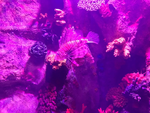 Veelkleurige mooie vissen zwemmen in een aquarium of onder water in de oceaan op een koraalrif Concept