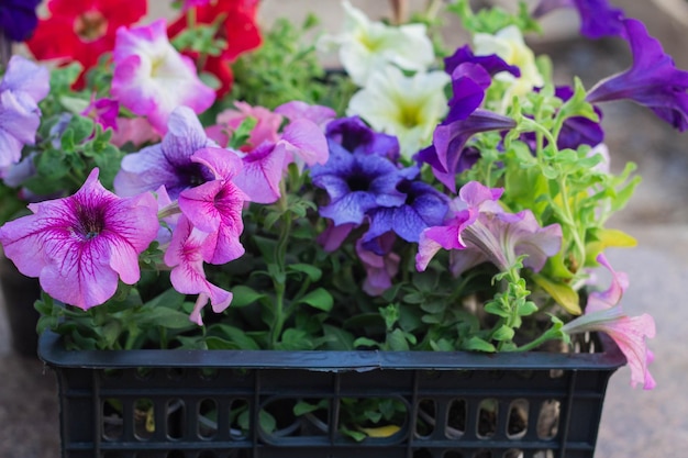 Veelkleurige Petunia-bloemen klaar om in de tuin te worden geplant