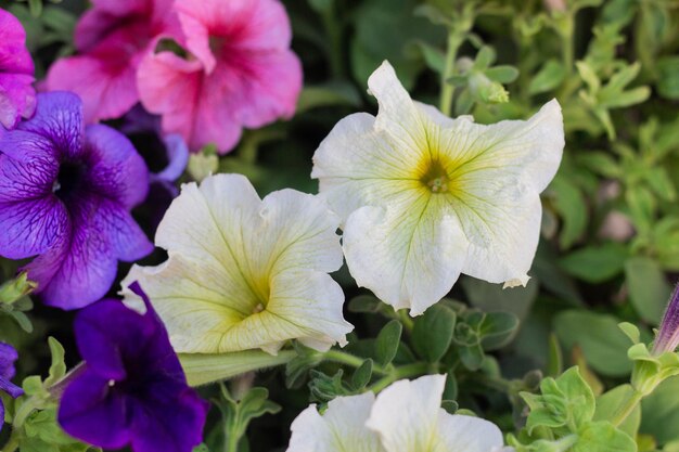 Veelkleurige Petunia-bloemen klaar om in de tuin te worden geplant