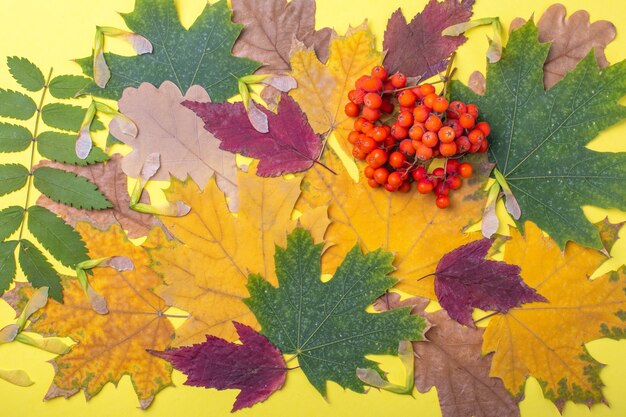 Veelkleurige rode, oranje, groene droge gevallen herfstbladeren en oranje lijsterbessen op een gele achtergrond. Een kleurrijk beeld van gevallen herfstbladeren, ideaal voor seizoensgebonden gebruik