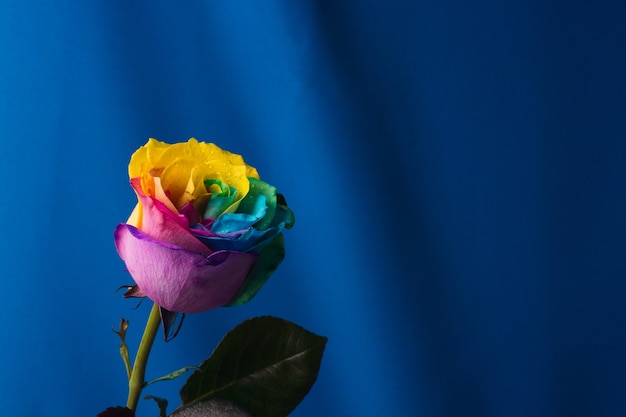 Veelkleurige roos. Verbazingwekkende regenboog roze bloem op blauwe ondergrond