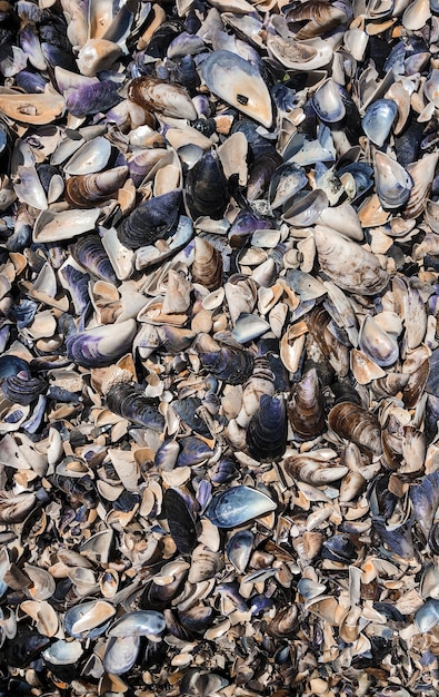 Veelkleurige schelpen uit de zwarte zee roemenië. zomer achtergrond