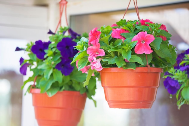 Veelkleurige stedelijke petunia bloemen in hangende potten