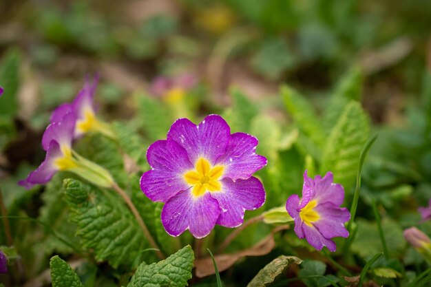 Veelkleurige Tuin Primula Bloemen bovenaanzicht Sleutelbloem Primula Vulgaris bloesem Levendige Live muur van Primula Sleutelbloem Veelkleurige bloemen