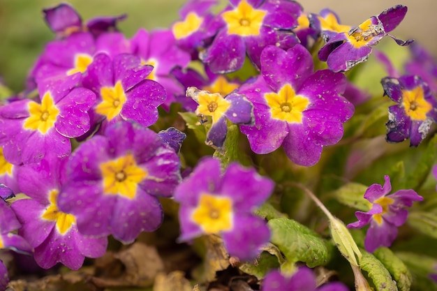 Foto veelkleurige tuin primula bloemen bovenaanzicht sleutelbloem primula vulgaris bloesem levendige live muur van primula sleutelbloem veelkleurige bloemen