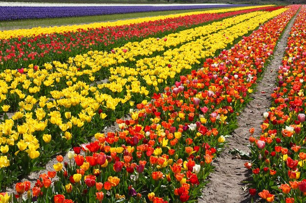 Foto veelkleurige tulpen bloeien op het veld.