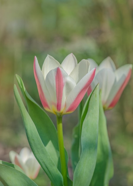 Veelkleurige tulpen groeien op een veld in de tuin Kleurrijke lentebloemen tulpen