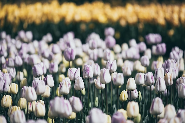 Veelkleurige tulpenbloemen