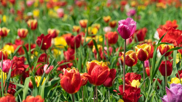 Veelkleurige tulpenweide dichtbij Krasnodar, Rusland.