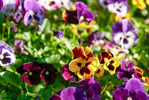 Veelkleurige viooltje bloem plant natuurlijke achtergrond zomertijd