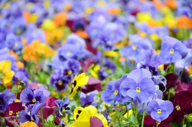 Veelkleurige viooltjebloemen of pansies dicht omhoog