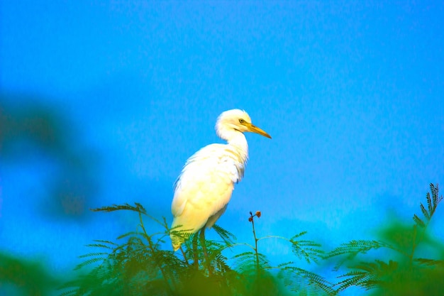 Veereigers neergestreken op de boom met een mooie blauwe lucht op de achtergrond