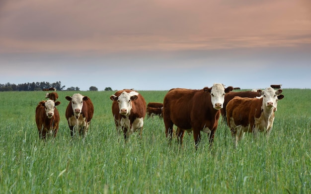 Veeteelt met natuurlijke weiden op het Pampas-platteland La Pampa Province, Patagonië, Argentinië