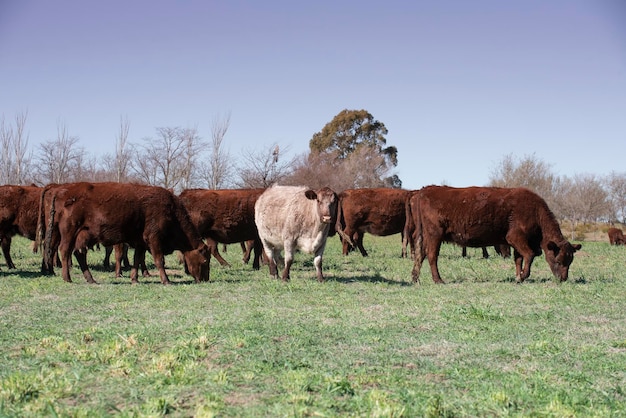 Veeteelt met natuurlijke weiden op het Pampas-platteland La Pampa Province, Patagonië, Argentinië