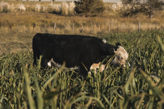 Veeteelt met natuurlijke weiden op het Pampas-platteland La Pampa Province, Patagonië, Argentinië