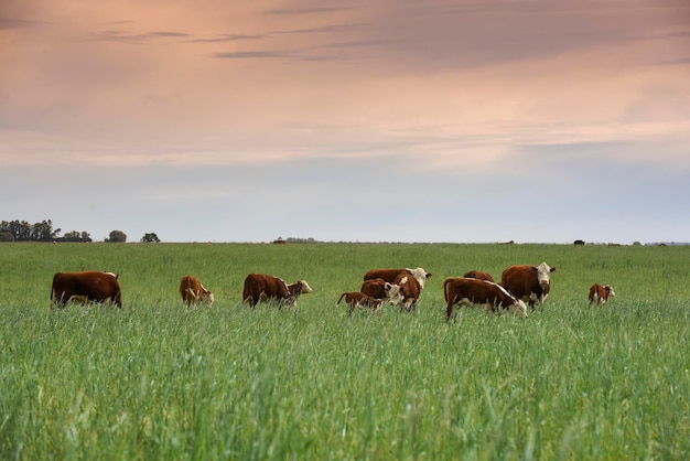 Veeteelt met natuurlijke weiden op het platteland van de Pampas La Pampa ProvinciePatagonië Argentinië