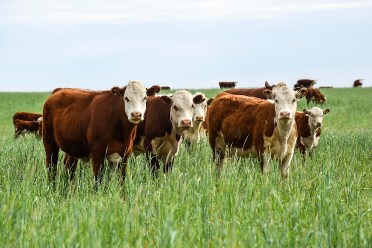 Foto veeteelt met natuurlijke weiden op het platteland van de pampas la pampa provinciepatagonië argentinië